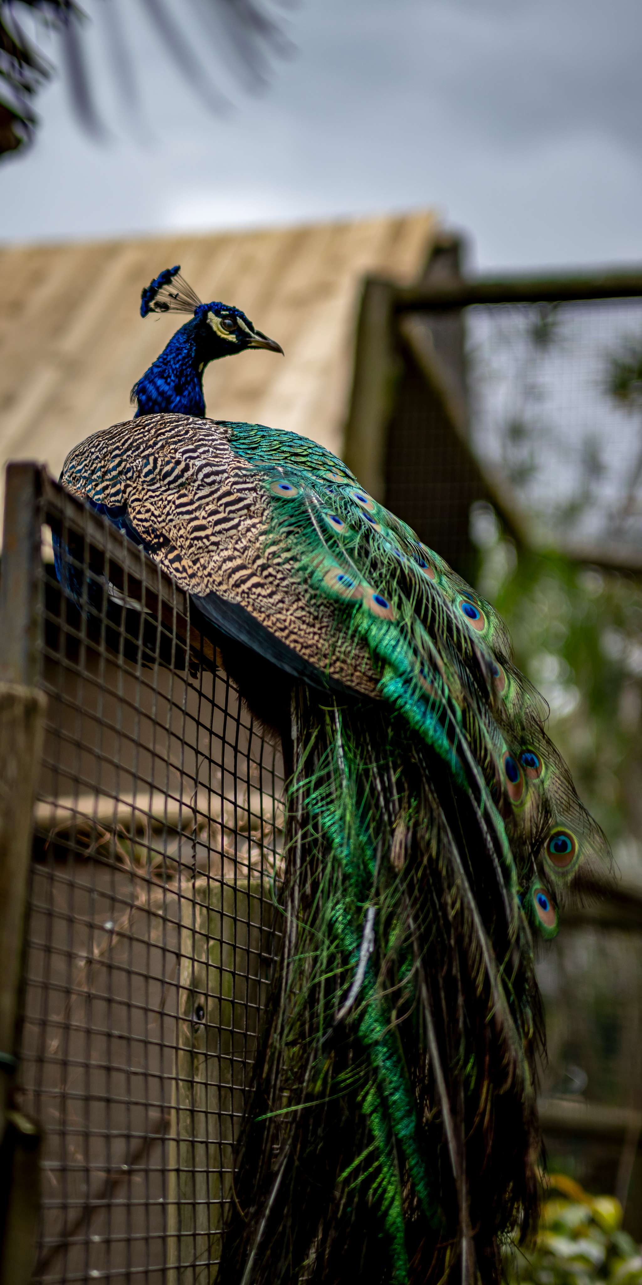 04 Umgeni Bird Park-077